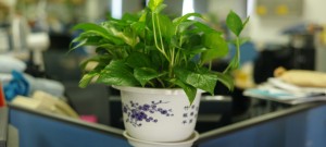 Are Artificial Indoor Pot Plants Better Than The Real Thing?