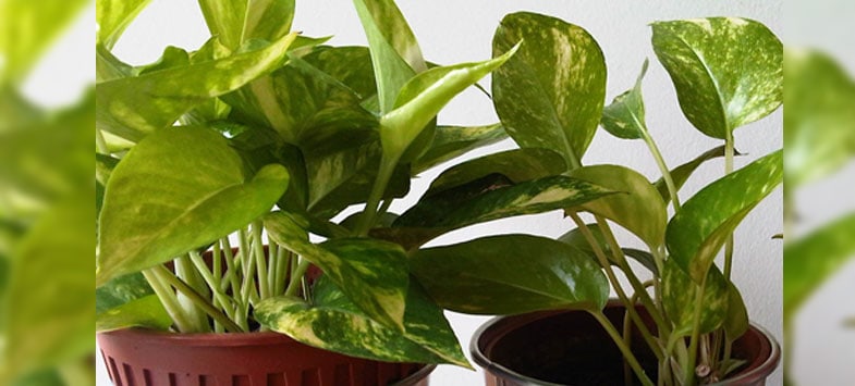 artificial plants