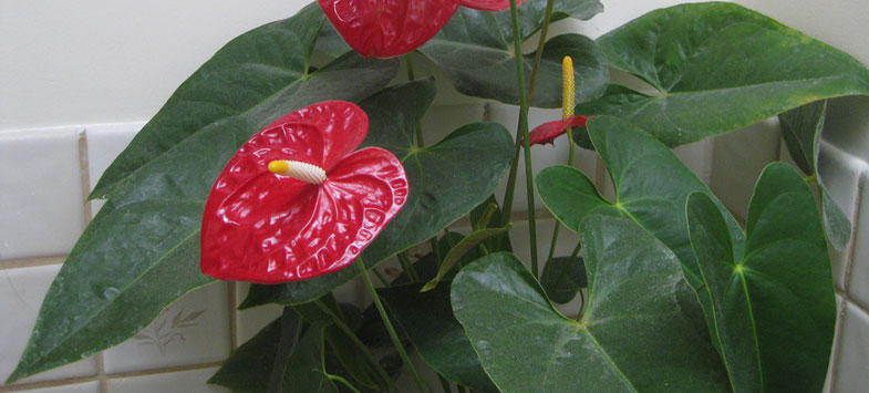 artificial pot plants