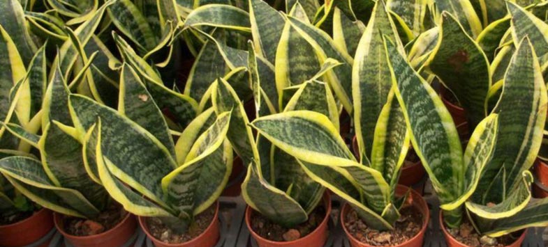 potted plants