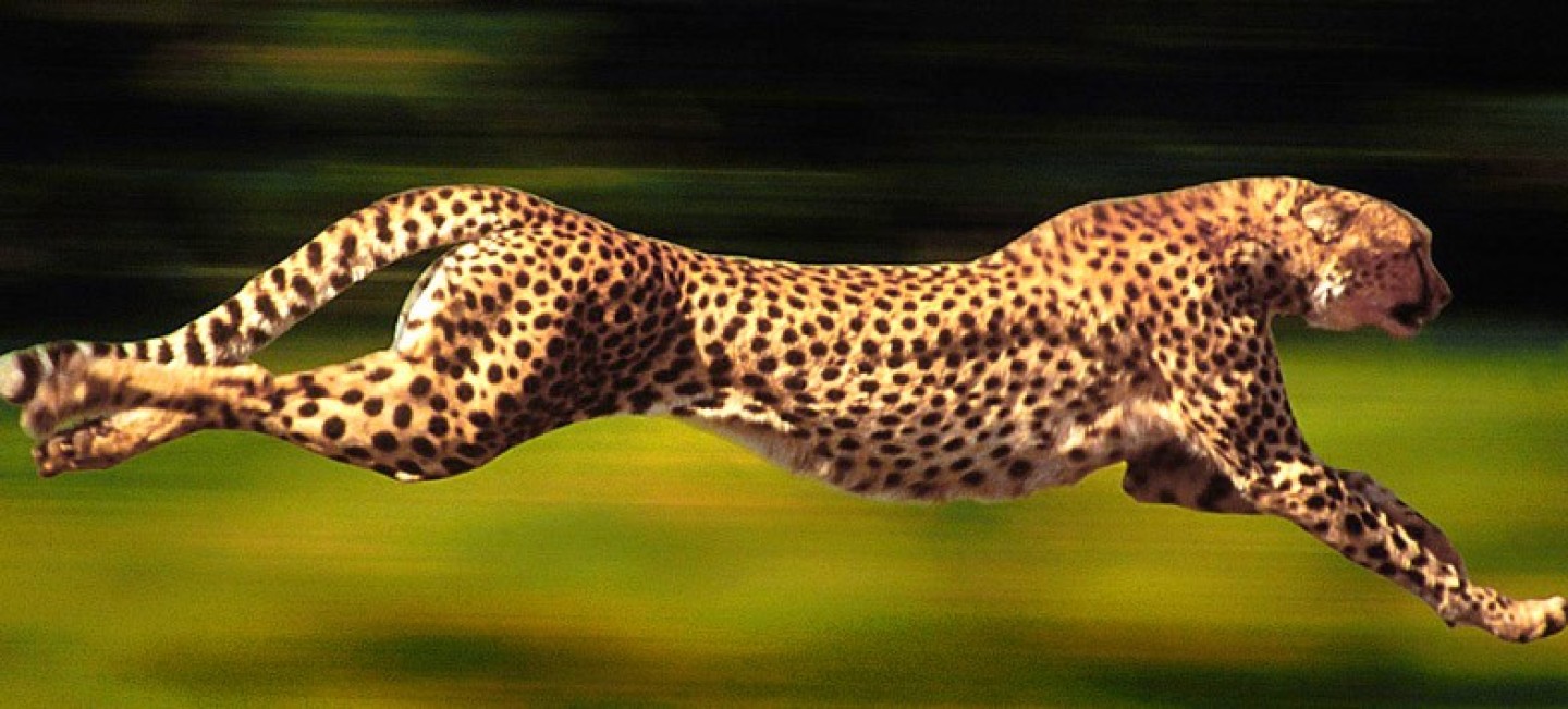 Website Speed