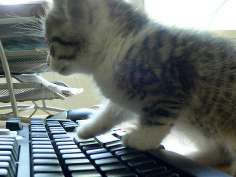Keyboard Kitten